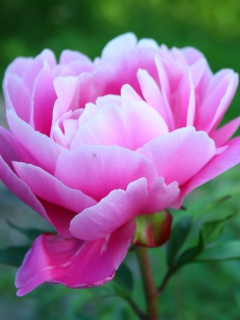 Gorgeous Pink Peony wallpaper 240x320