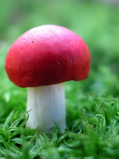 Fondo de pantalla Red Cap Mushroom 240x320