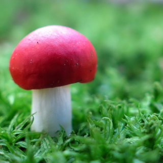 Red Cap Mushroom - Obrázkek zdarma pro iPad Air