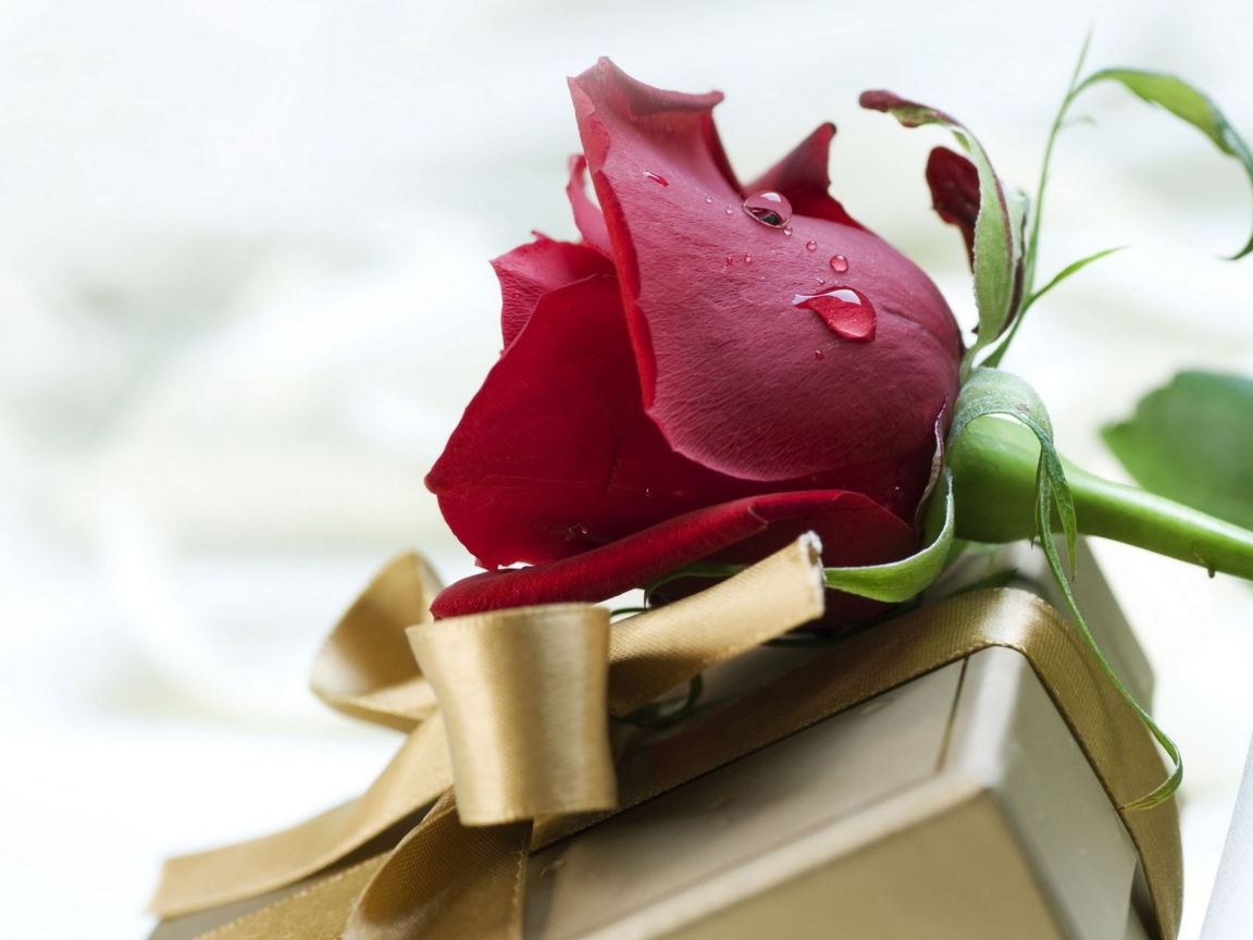 Обои Rose And Gift 1152x864