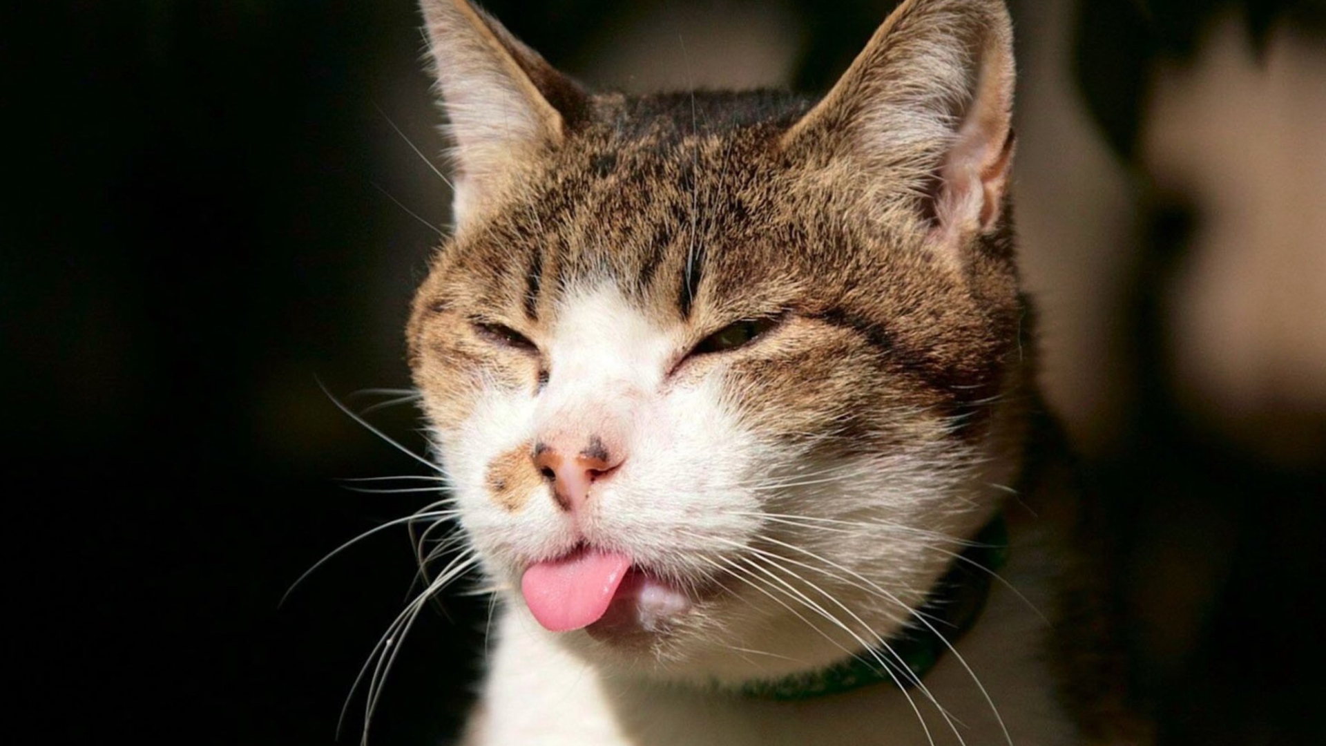 Das Cat Tongue Wallpaper 1920x1080