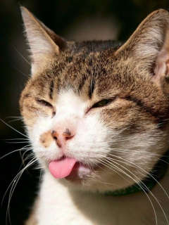 Das Cat Tongue Wallpaper 240x320