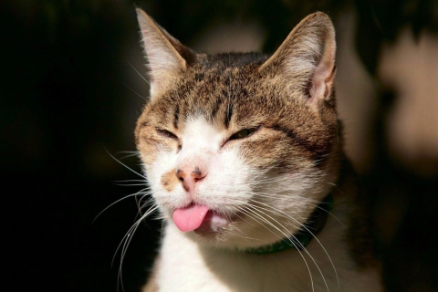 Fondo de pantalla Cat Tongue 480x320