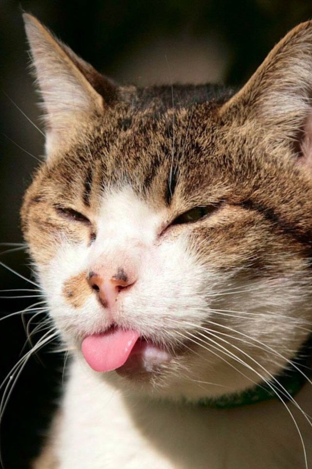 Fondo de pantalla Cat Tongue 640x960
