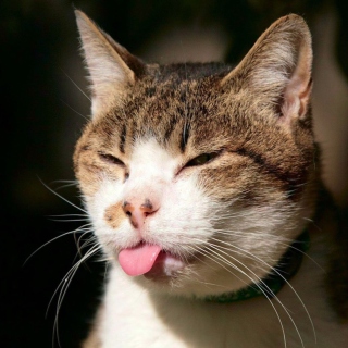 Cat Tongue - Obrázkek zdarma pro 1024x1024