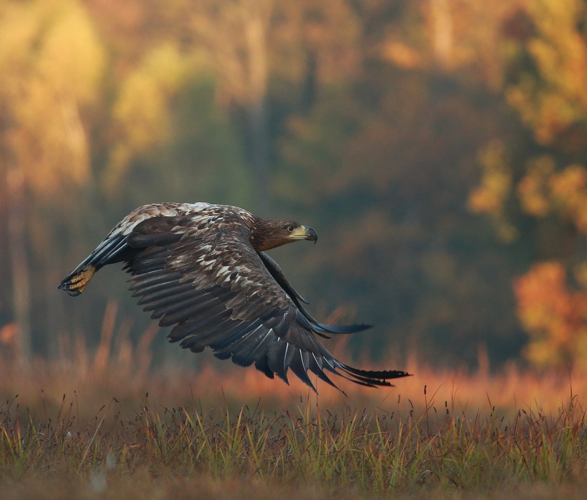 Fondo de pantalla Eagle wildlife photography 1200x1024