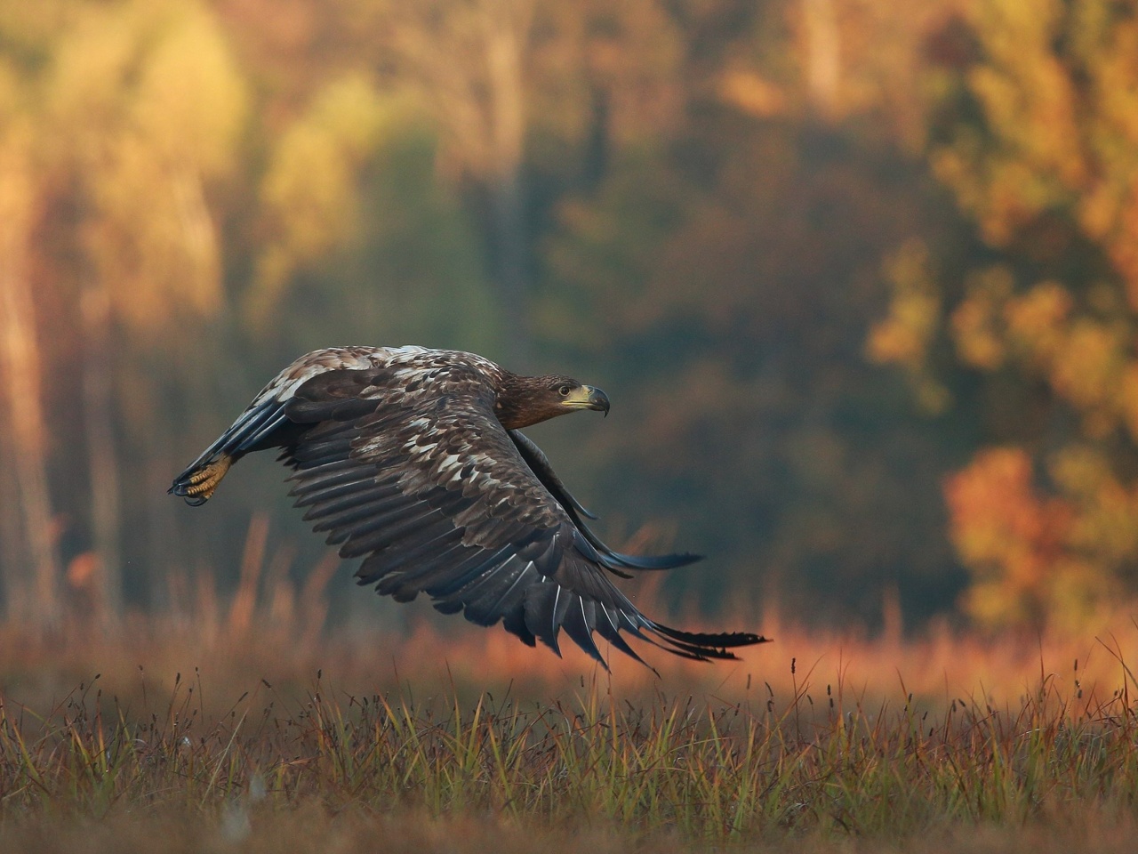 Screenshot №1 pro téma Eagle wildlife photography 1280x960