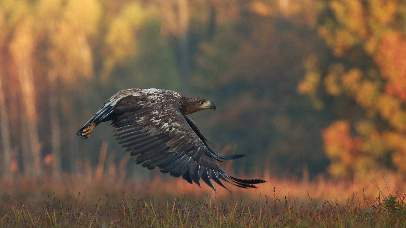 Fondo de pantalla Eagle wildlife photography 1366x768