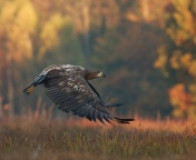 Das Eagle wildlife photography Wallpaper 176x144