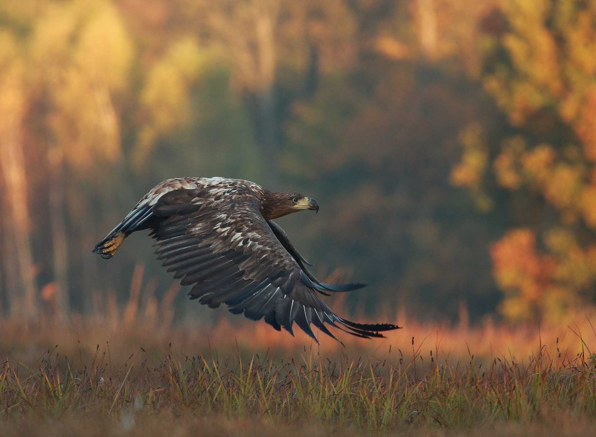 Das Eagle wildlife photography Wallpaper 1920x1408