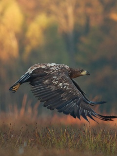 Fondo de pantalla Eagle wildlife photography 240x320