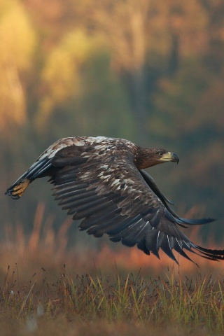 Eagle wildlife photography wallpaper 320x480