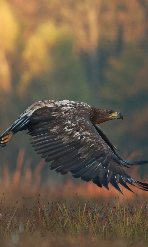 Eagle wildlife photography wallpaper 480x800