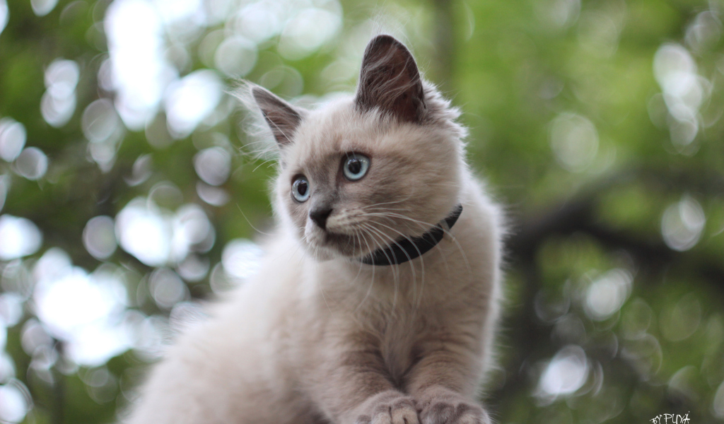 Das Cute Siamese Wallpaper 1024x600