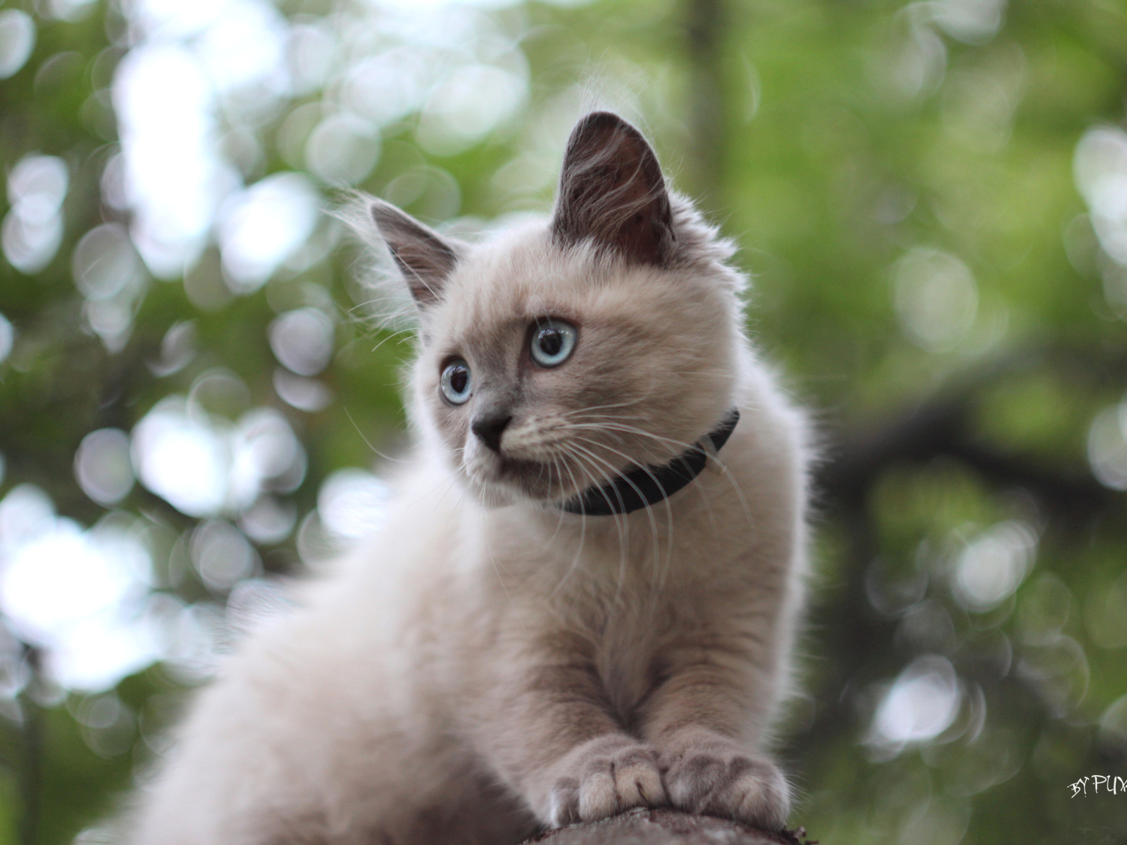 Обои Cute Siamese 1600x1200