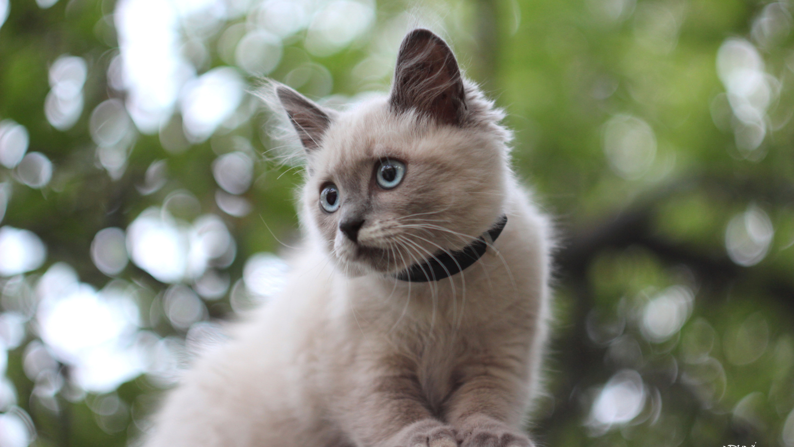 Das Cute Siamese Wallpaper 1600x900