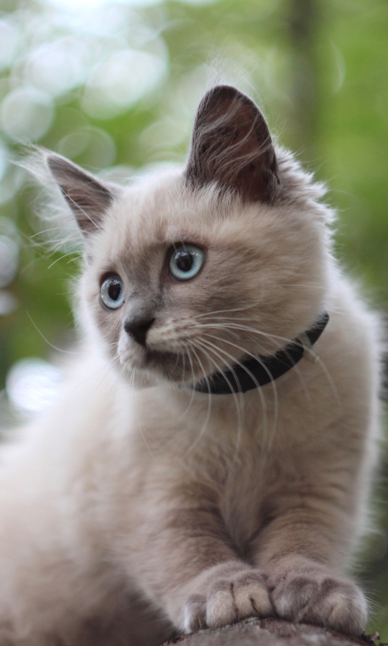 Sfondi Cute Siamese 768x1280