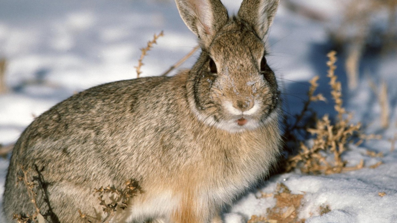 Sfondi Young Cottontail Rabbit 1366x768