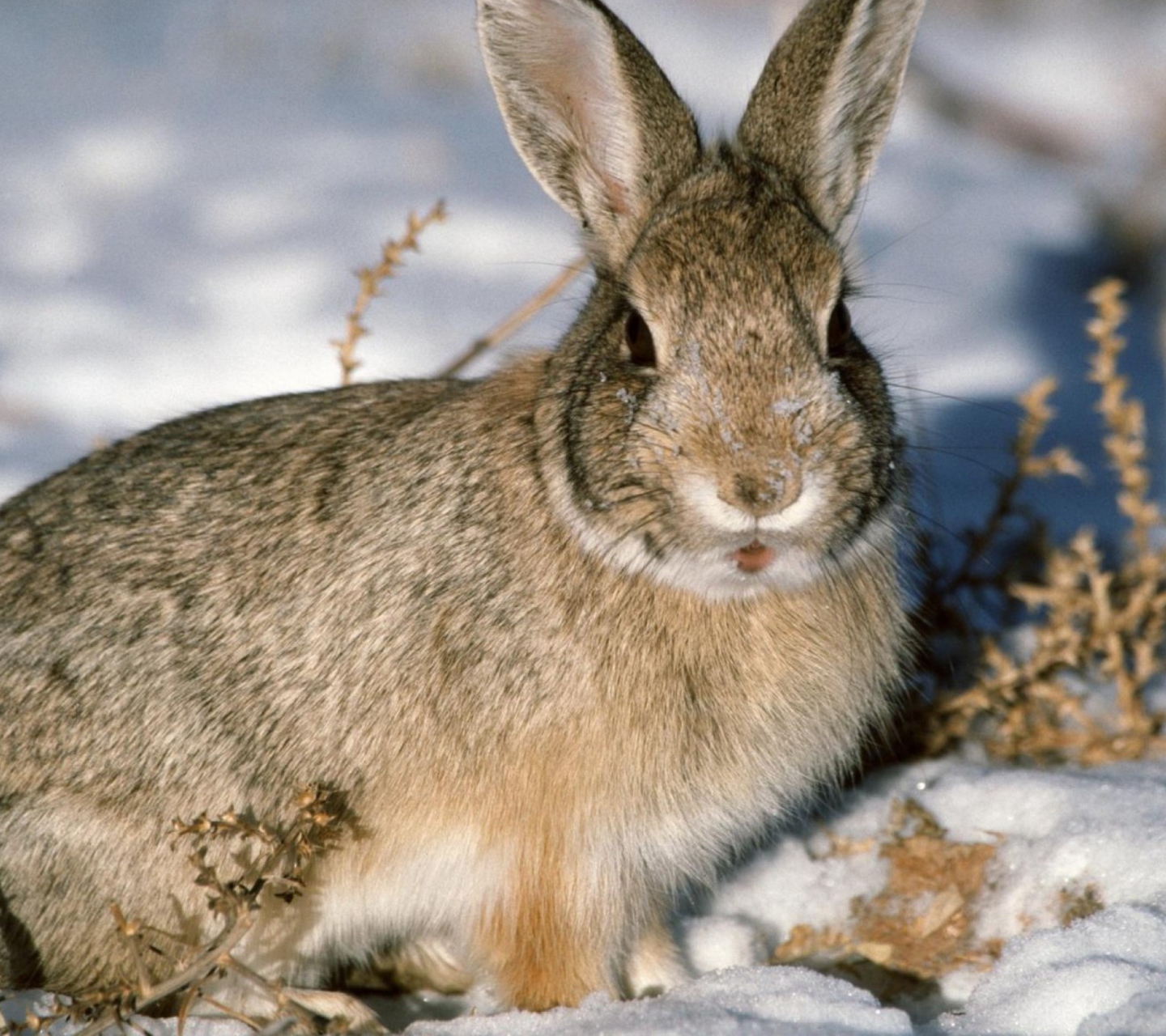 Обои Young Cottontail Rabbit 1440x1280