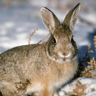 Young Cottontail Rabbit sfondi gratuiti per iPad Air