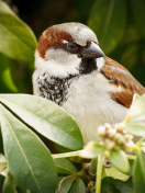 Sfondi Sparrow 132x176