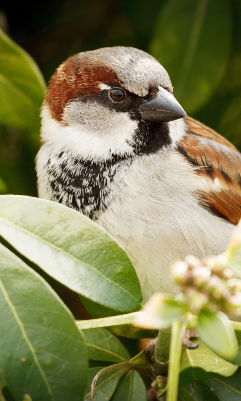 Sfondi Sparrow 480x800