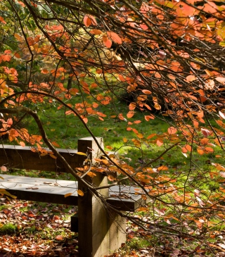 Autumn Bench - Obrázkek zdarma pro 360x640