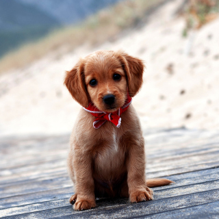 Beagle Puppy - Obrázkek zdarma pro iPad 3