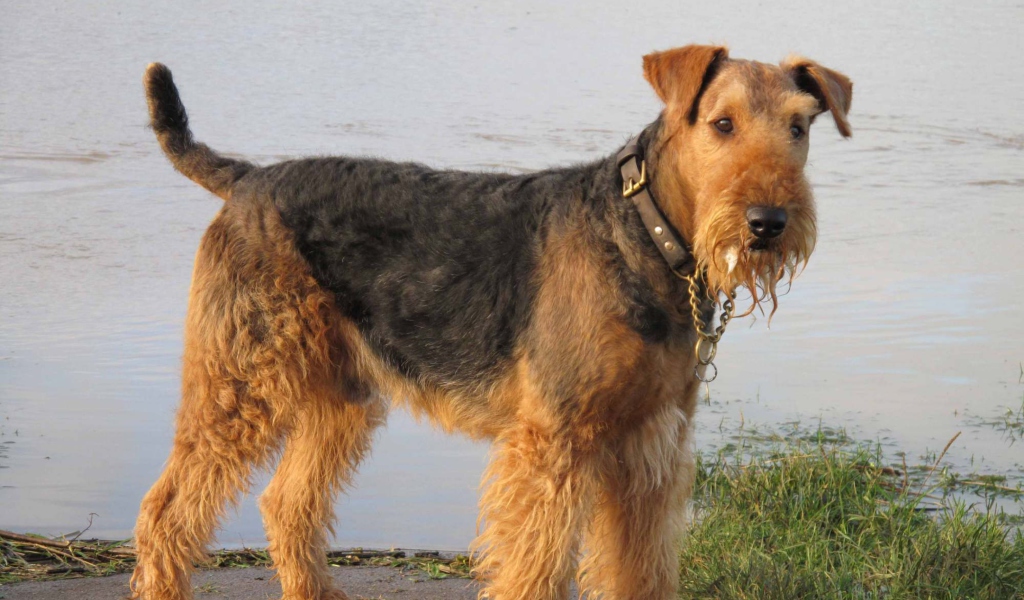 Sfondi Airedale Terrier 1024x600