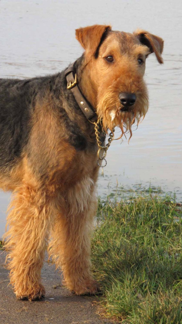 Airedale Terrier wallpaper 640x1136