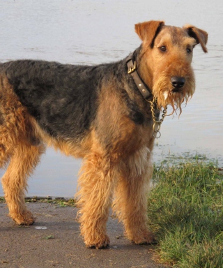 Airedale Terrier Picture for Nokia C5-03