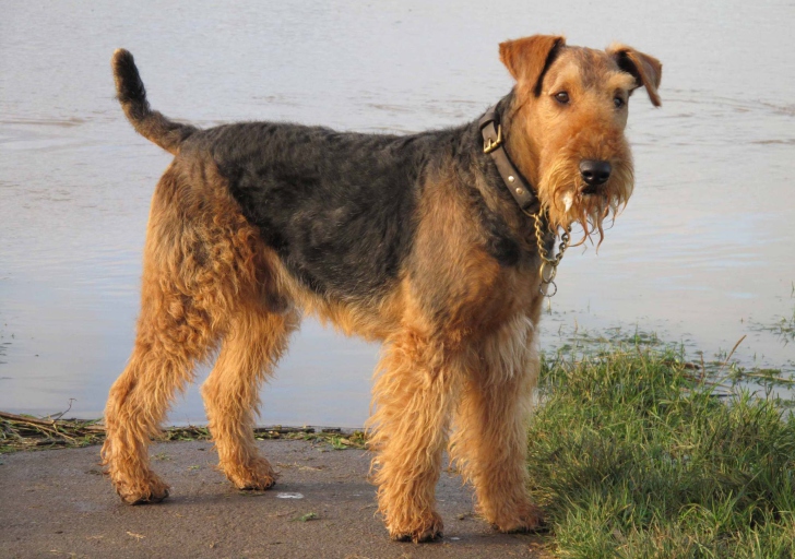 Обои Airedale Terrier