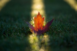 Solo Leaf - Obrázkek zdarma pro 2560x1600