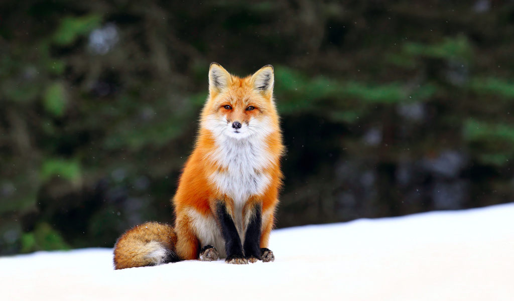 Обои Fox on Snow 1024x600