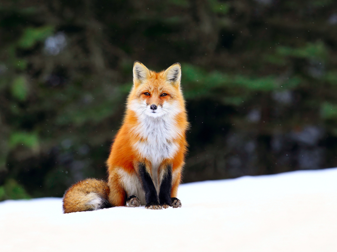 Обои Fox on Snow 1400x1050