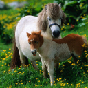 Обои Pony Family 128x128