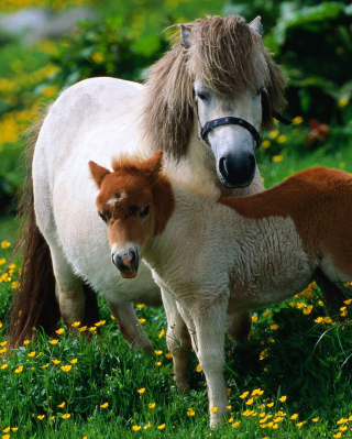 Pony Family - Obrázkek zdarma pro Nokia Asha 306