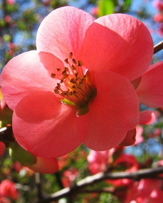 Kostenloses Cherry Flowers Wallpaper für iPhone 5