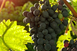 Free Bunch of Grapes Picture for Android, iPhone and iPad