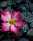 Sfondi Pink Flower On Grey Stones 128x160