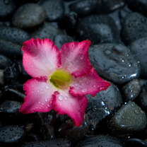 Screenshot №1 pro téma Pink Flower On Grey Stones 208x208