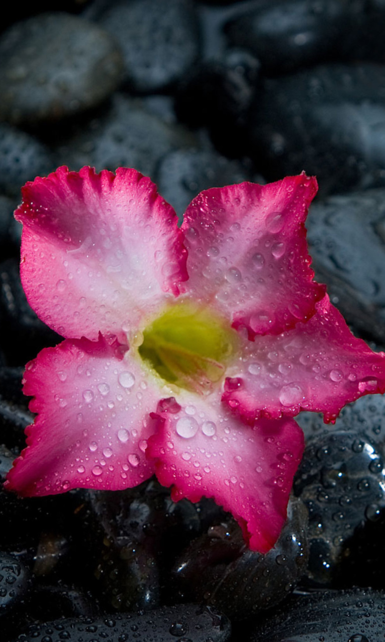 Screenshot №1 pro téma Pink Flower On Grey Stones 768x1280