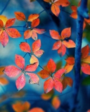 Das Beautiful Autumn Leaves Wallpaper 128x160
