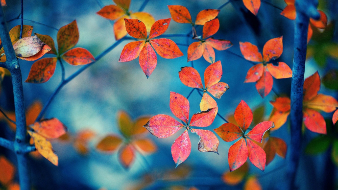 Screenshot №1 pro téma Beautiful Autumn Leaves 1366x768