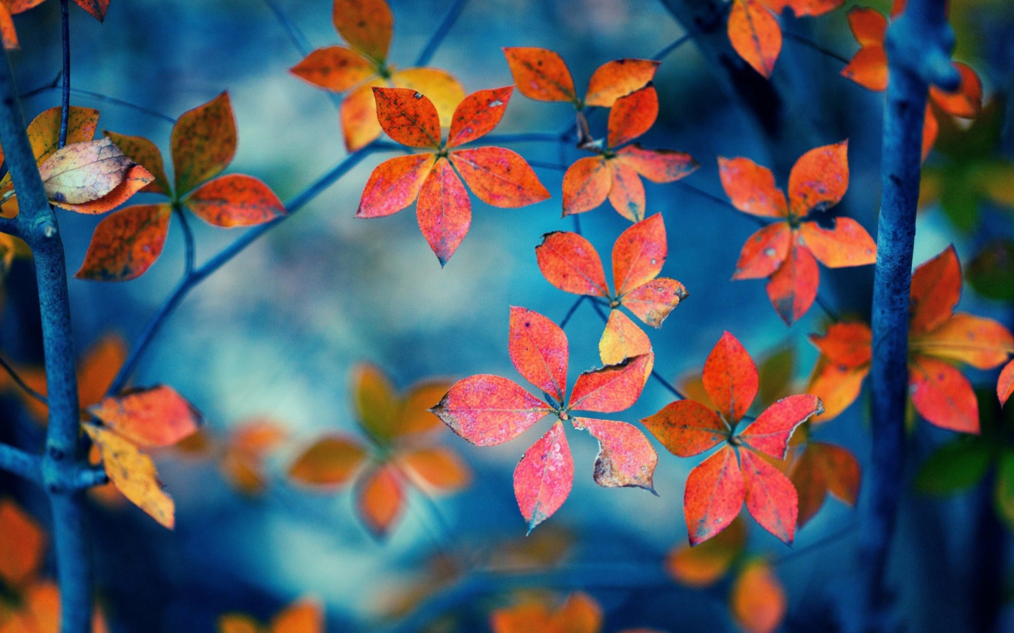 Screenshot №1 pro téma Beautiful Autumn Leaves 1440x900
