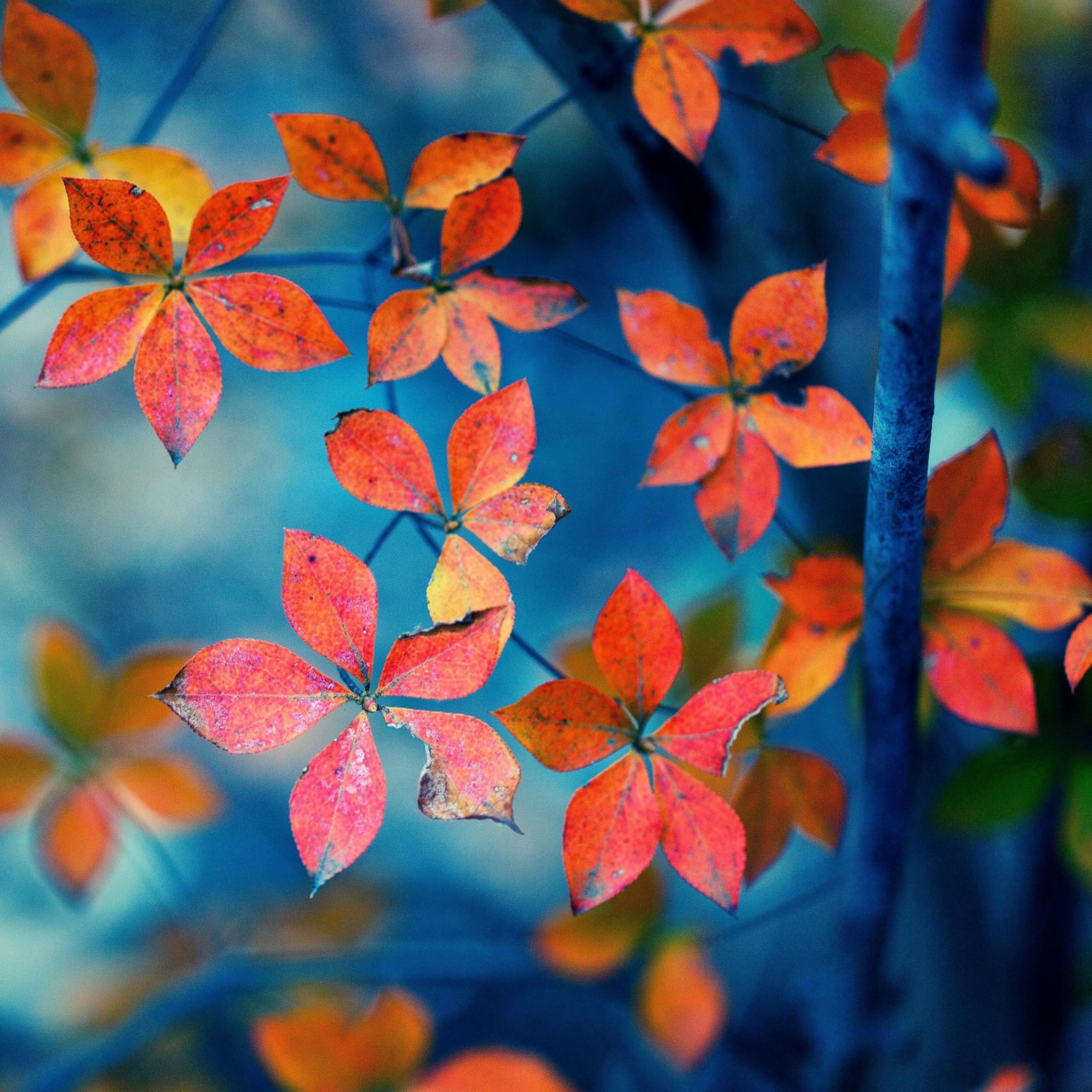 Fondo de pantalla Beautiful Autumn Leaves 2048x2048