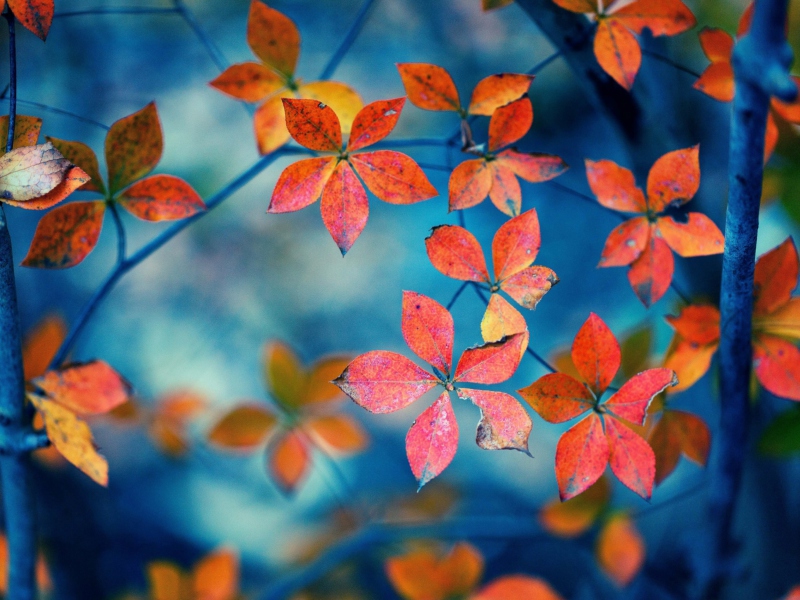 Das Beautiful Autumn Leaves Wallpaper 800x600