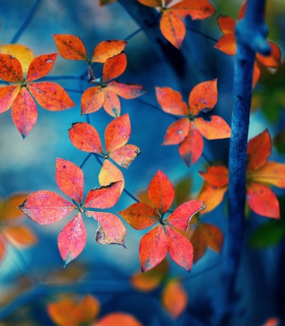 Kostenloses Beautiful Autumn Leaves Wallpaper für Nokia Asha 300
