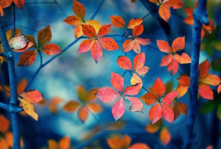 Beautiful Autumn Leaves - Obrázkek zdarma pro Desktop Netbook 1366x768 HD