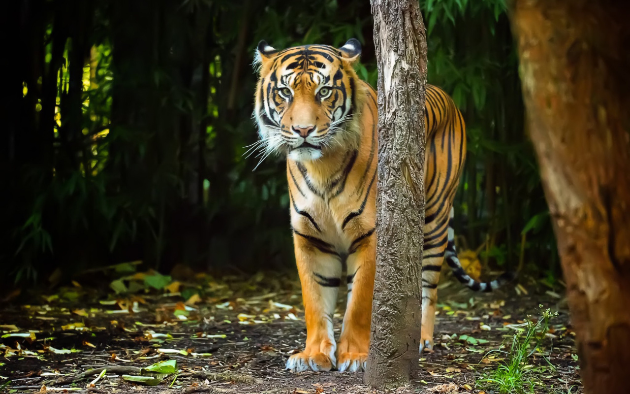 Fondo de pantalla Bengal Tiger 1280x800
